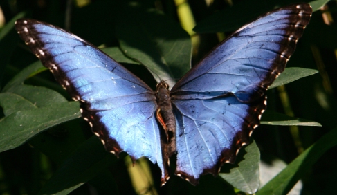 A Morpho peleides butterfly, also known as the Blue Morph, perches on a branch at the Saint Alessio Oasis animal sanctuary in Pavia